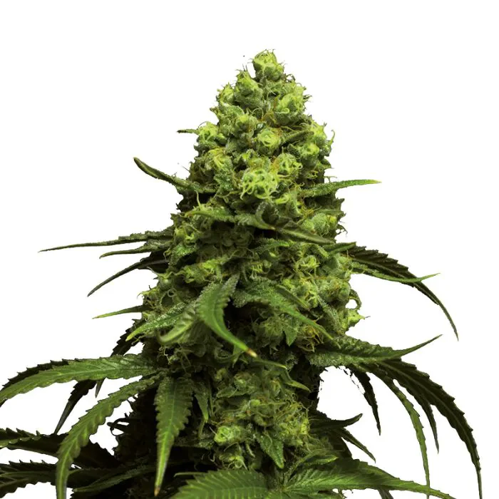 Monsterbud Autofloraison – Growers Choice - Image 3