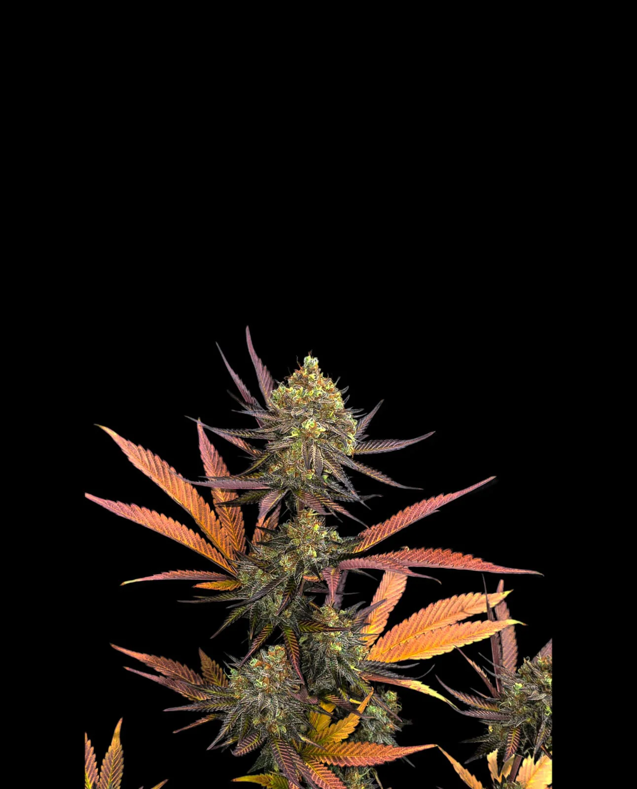 Pré-Roll CBD - Lemon Grace 🍋 - Image 2