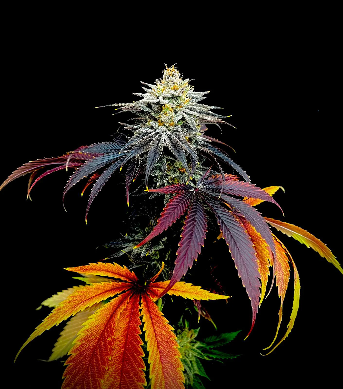 Pré-Roll CBD - Rainbow Gaz 🌈 - Image 2